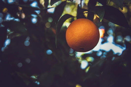 Esencia de naranja dulce: un aroma para desconectar. - Aceiteslimbico